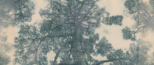 Force of Nature: Mystery in the Australian Landscape