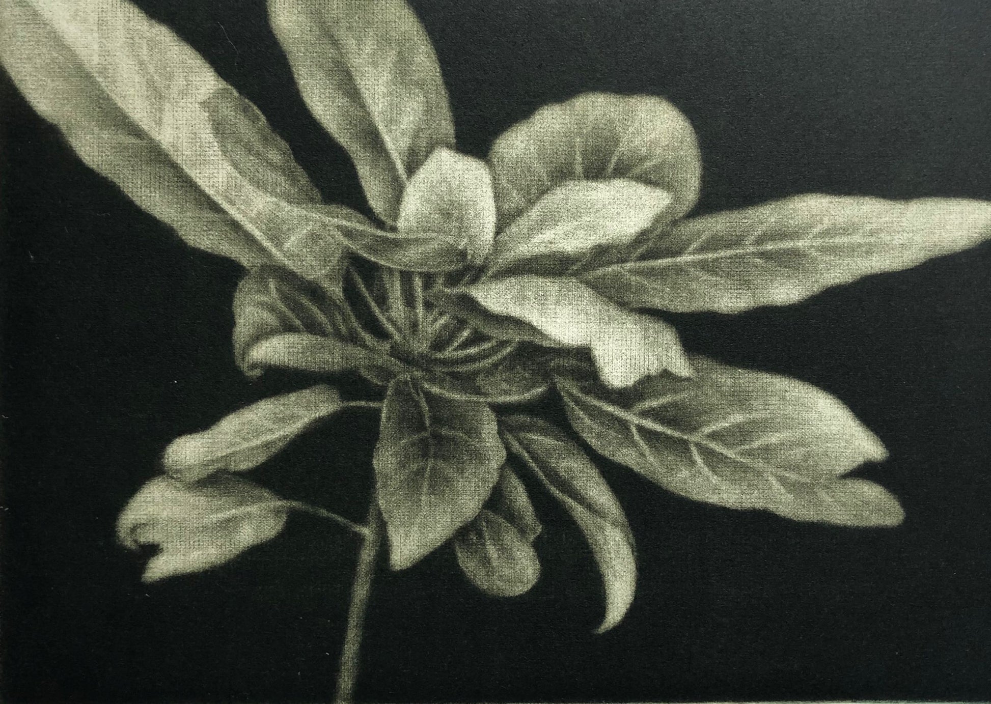 Nan Mulder 'Puka' image 0