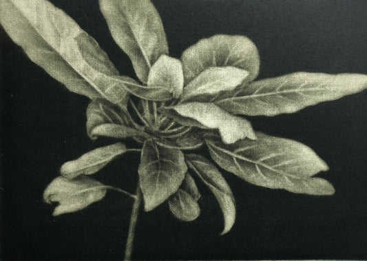 Nan Mulder 'Puka' image 0