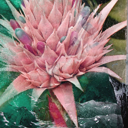 May Bluebell 'Biggie Smalls' image 0