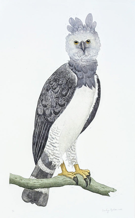 Carolyn Graham 'Harpy Eagle' image 0