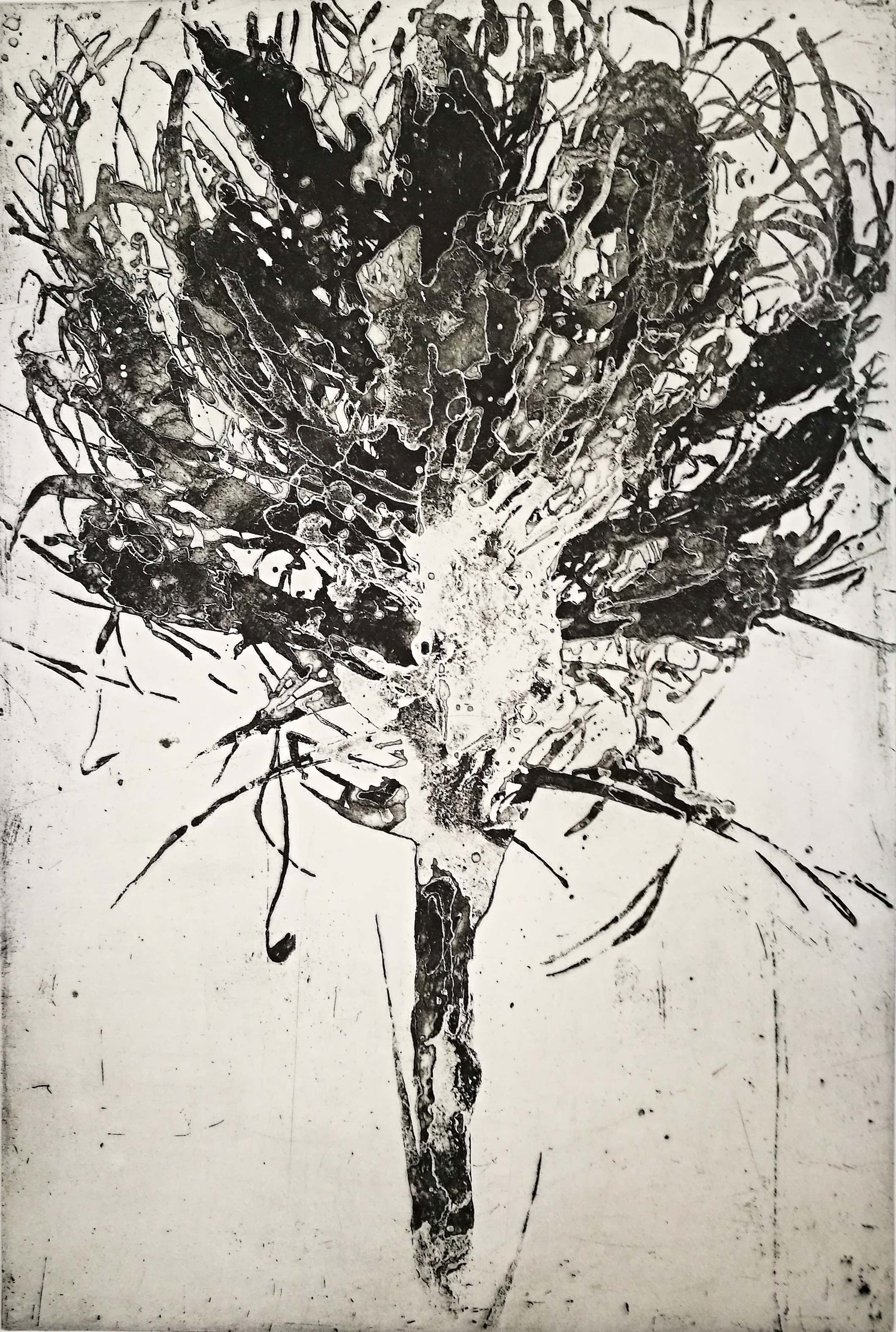 Tony Ameneiro  'Lily Head #1' image 0