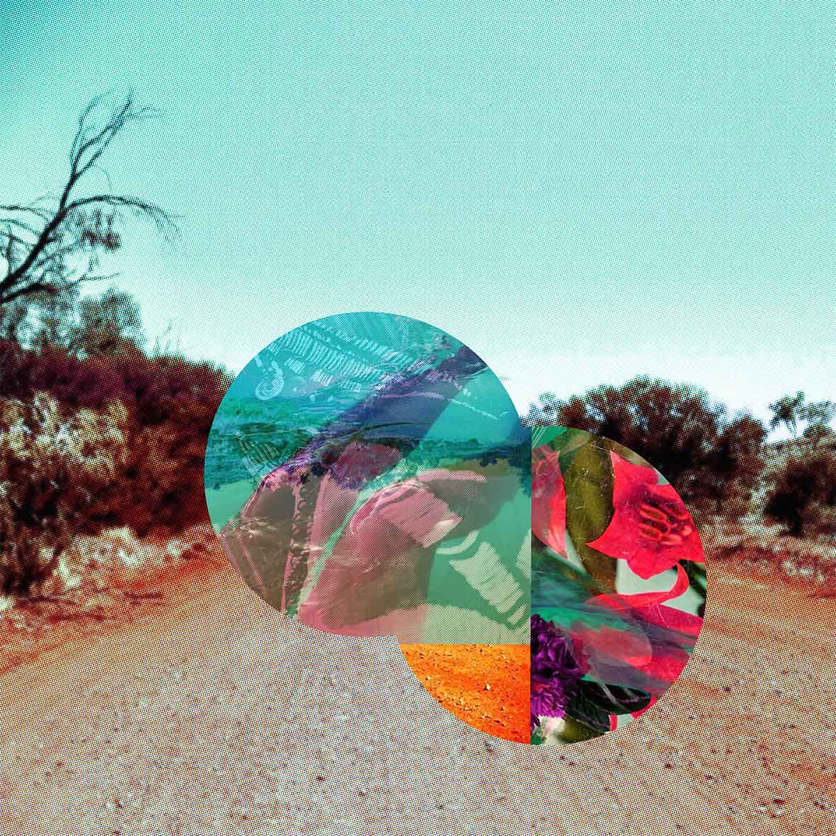 May Bluebell 'Small Water' image 0