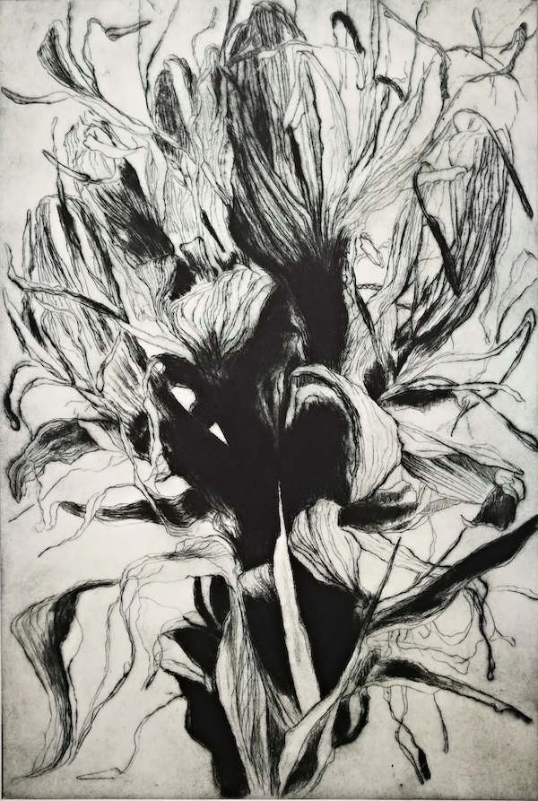 Tony Ameneiro  'Lily Head 4' image 0