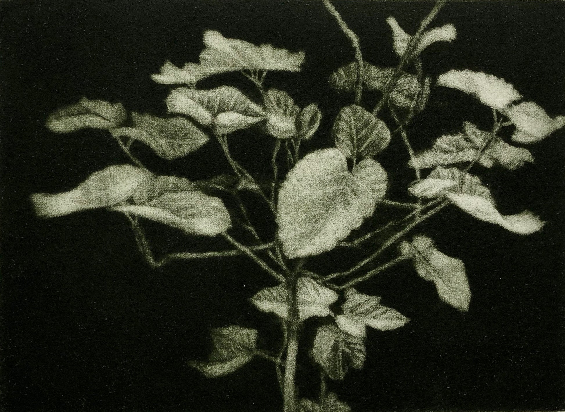 Nan Mulder 'Small Fig Tree' image 0