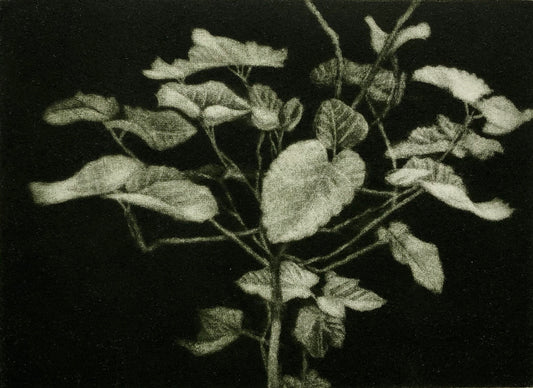 Nan Mulder 'Small Fig Tree' image 0