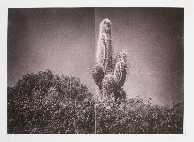 Silvi Glattauer 'In the Shade of a Cactus 2'