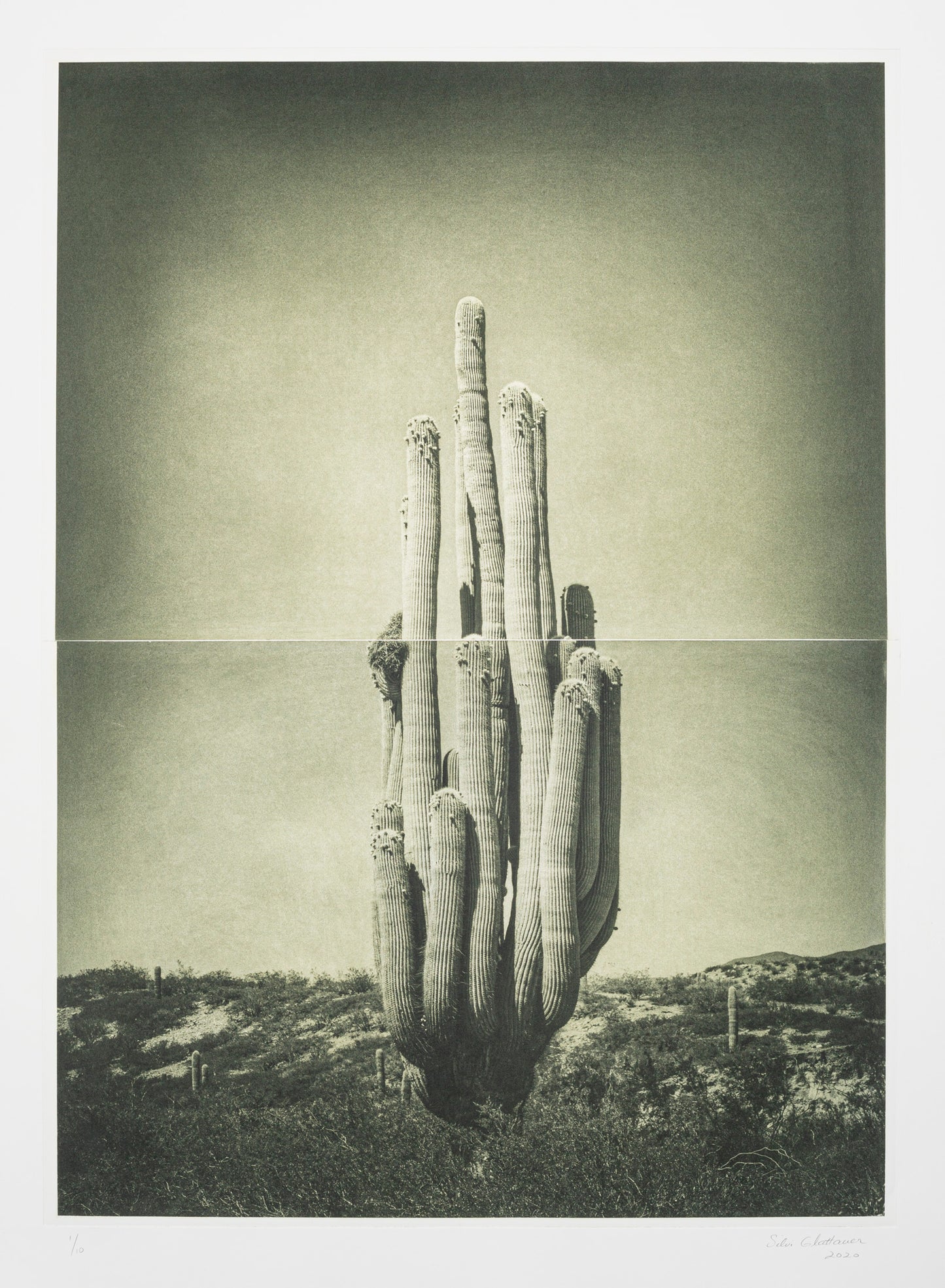Silvi Glattauer 'In the Shade of a Cactus 3'