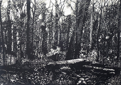 Chris Lawry 'Mallacoota Forest 12 months after the fire I'
