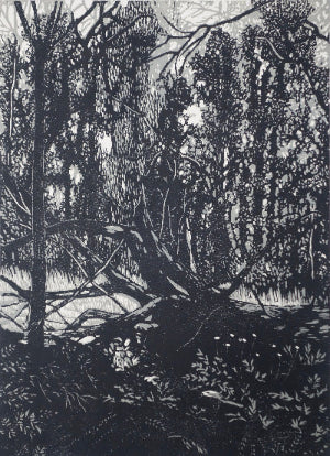 Chris Lawry 'Mallacoota forest recovering'