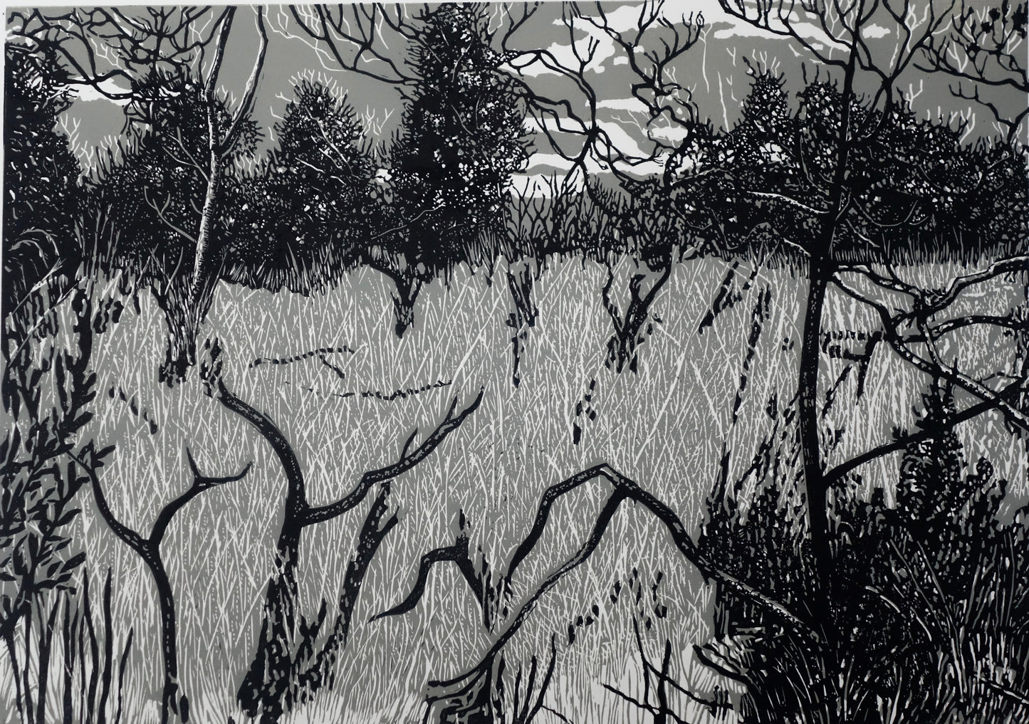 Chris Lawry 'Ti Trees Didn't Survive the Fire'