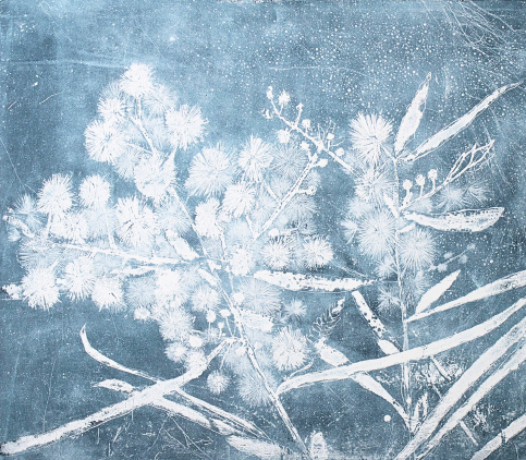 Robyn Rayner 'Wattle'