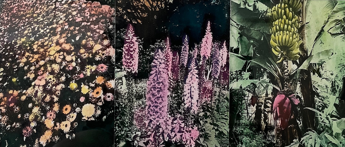 Susan Baran 'Botanic Gardens I'