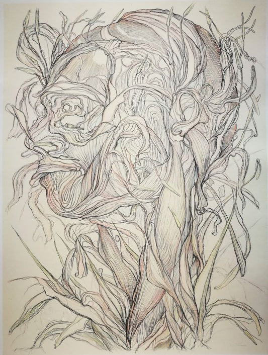 Tony Ameneiro  'Flowering Lily Head' image 0