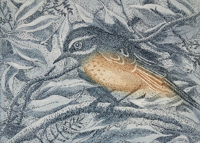Kati Thamo 'Scrub wren'