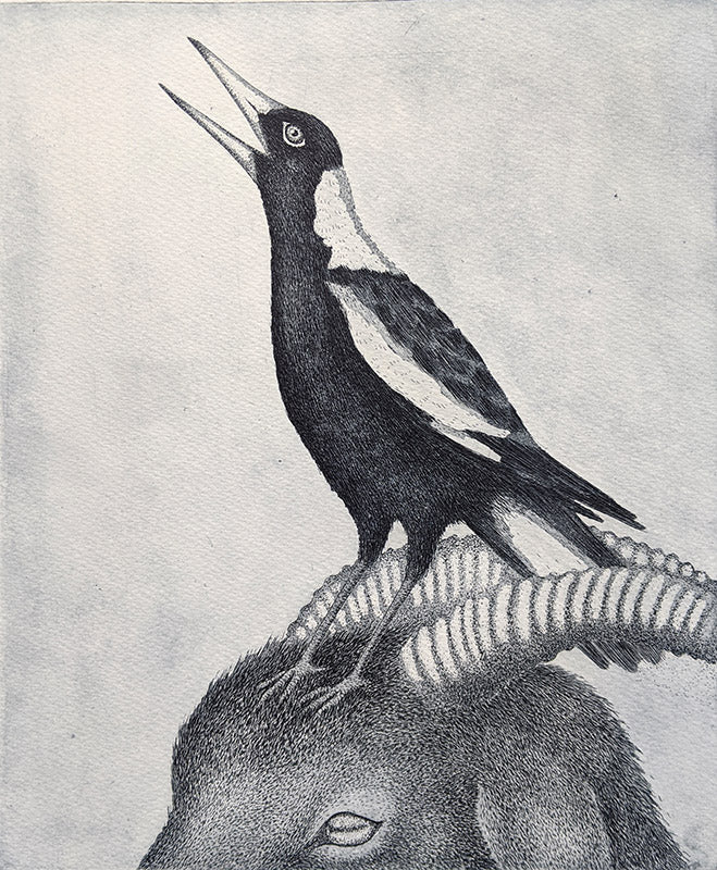 Magpie Calling image 0