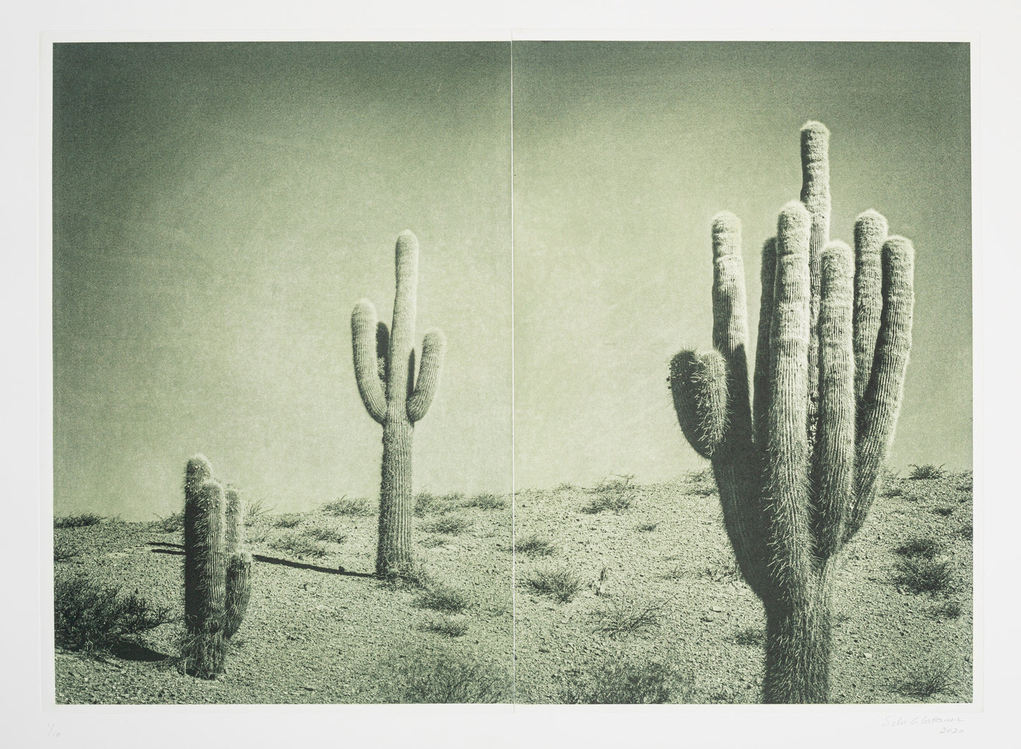 Silvi Glattauer 'In the Shade of a Cactus 1'