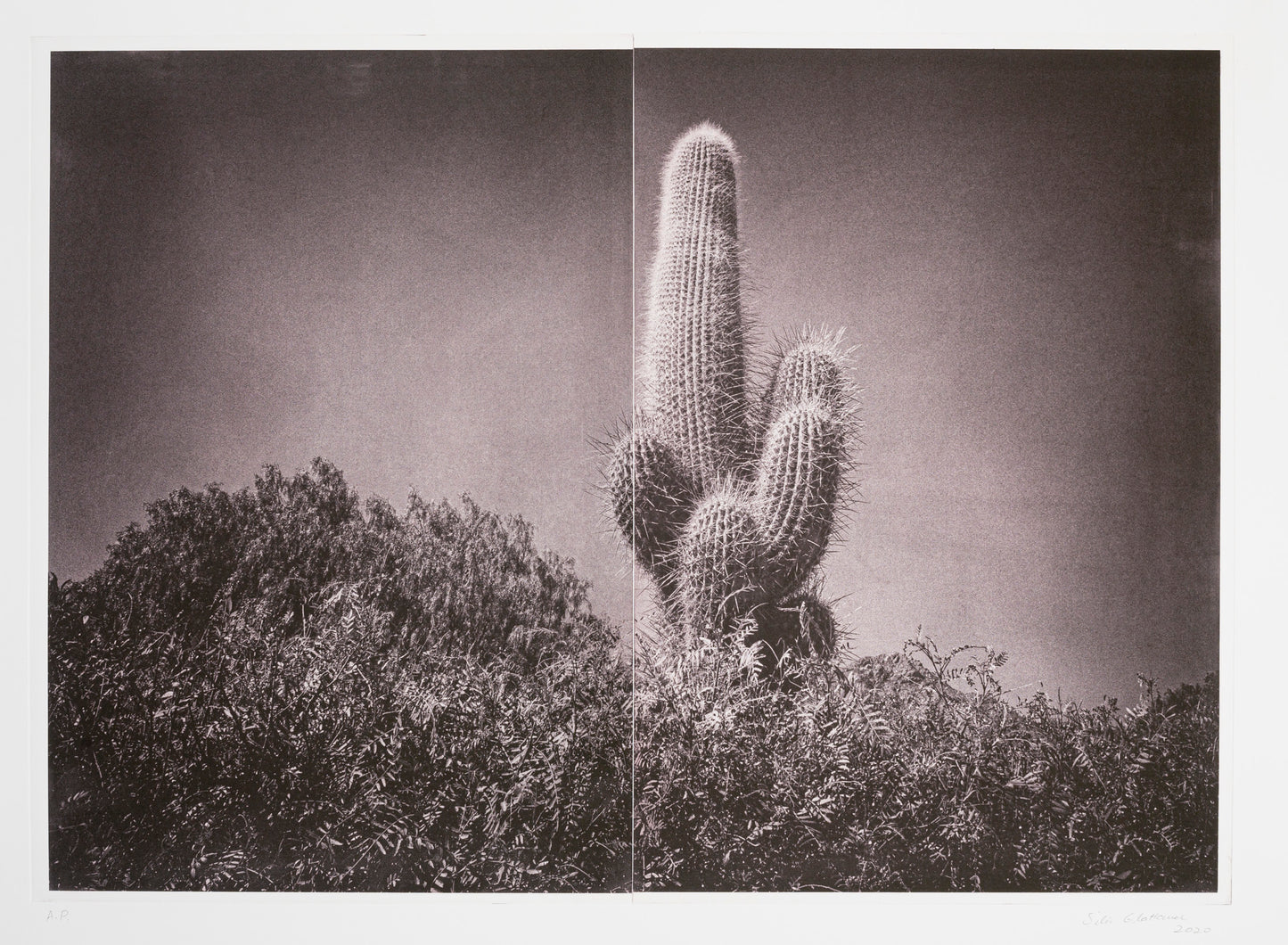 Silvi Glattauer 'In the Shade of a Cactus 2'