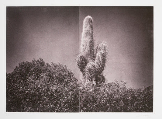 Silvi Glattauer 'In the Shade of a Cactus 2'
