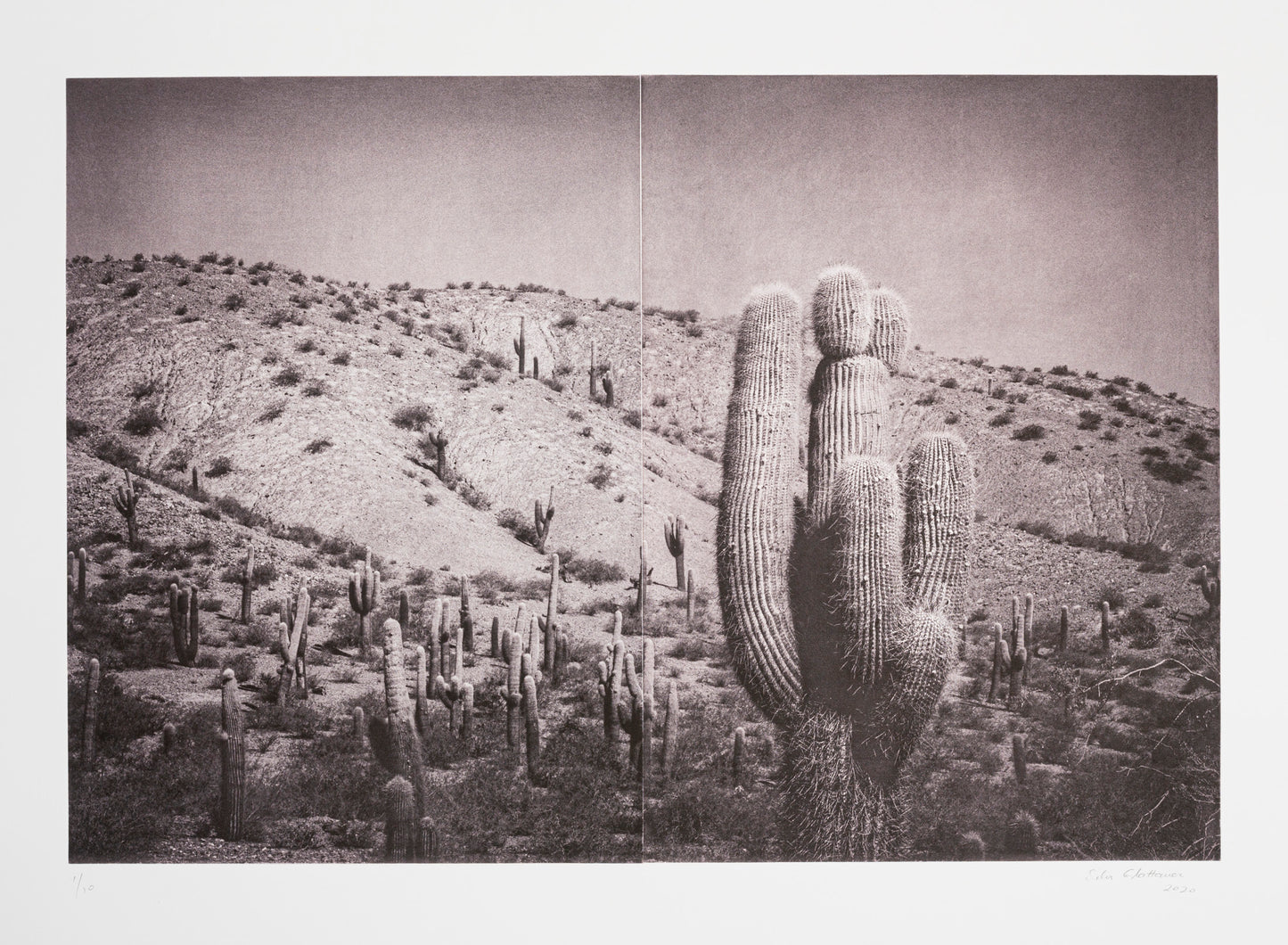 Silvi Glattauer 'In the Shade of a Cactus 5'
