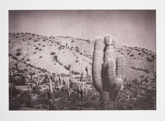 Silvi Glattauer 'In the Shade of a Cactus 5'