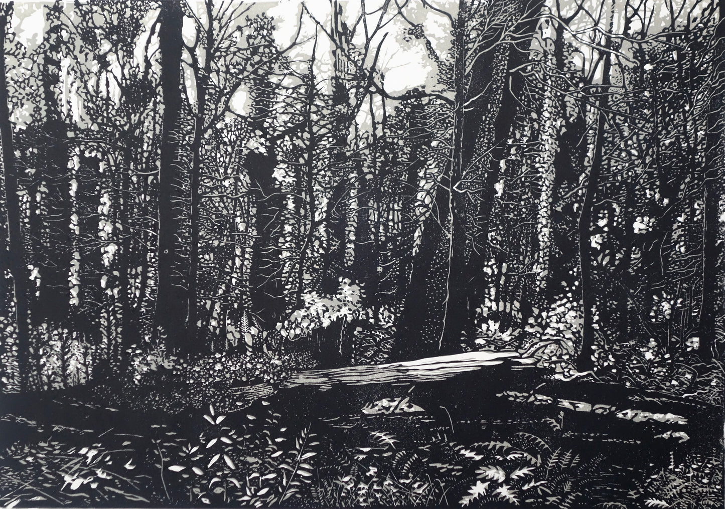 Chris Lawry 'Mallacoota Forest 12 months after the fire I'