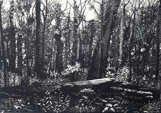 Chris Lawry 'Mallacoota Forest 12 months after the fire I'
