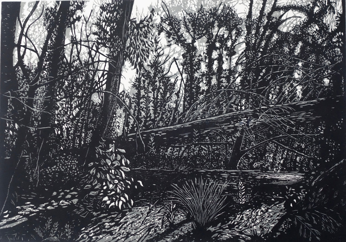 Chris Lawry 'Mallacoota Forest 12 months after the fire 2'