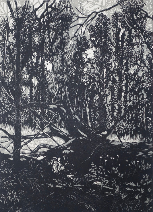 Chris Lawry 'Mallacoota forest recovering'