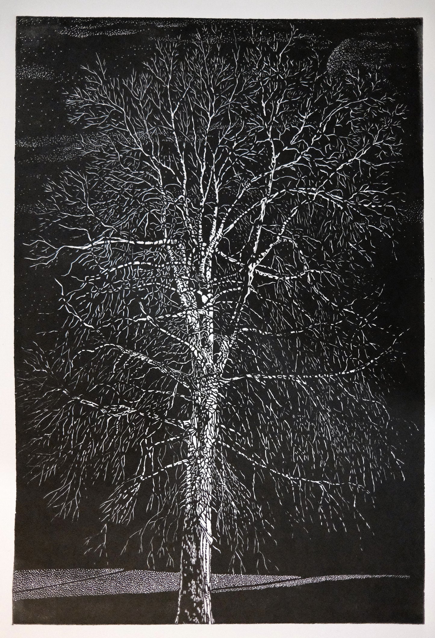 Chris Lawry 'Portrait of a tree in Belgrave'