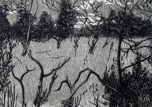 Chris Lawry 'Ti Trees Didn't Survive the Fire'