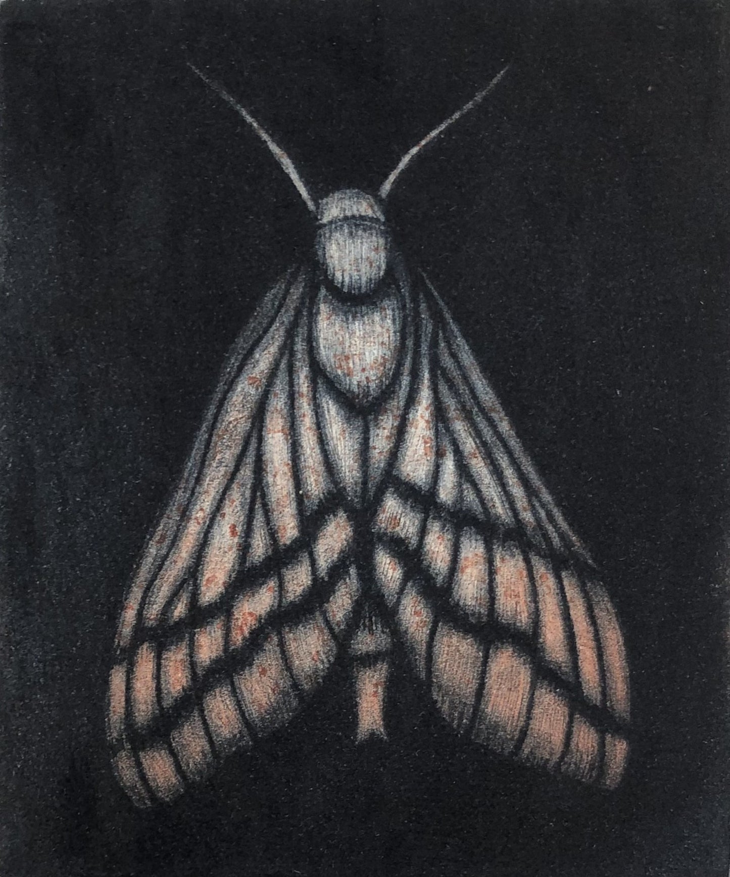 Kati Thamo 'Red moth'