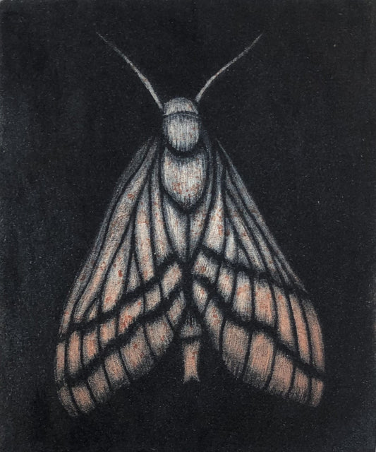 Kati Thamo 'Red moth'
