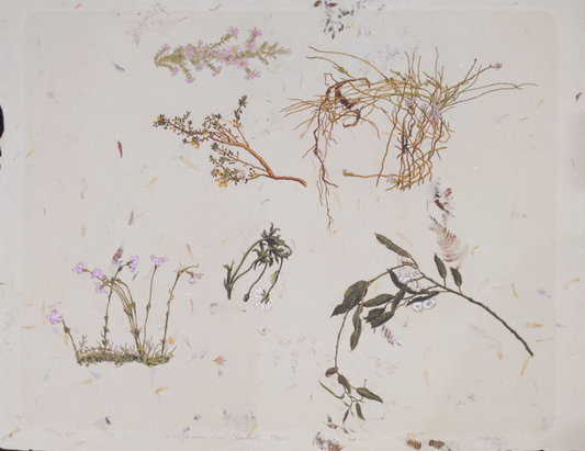 Max Miller 'Wildflowers from Charlotte Pass'