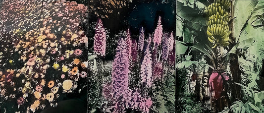 Susan Baran 'Botanic Gardens I'