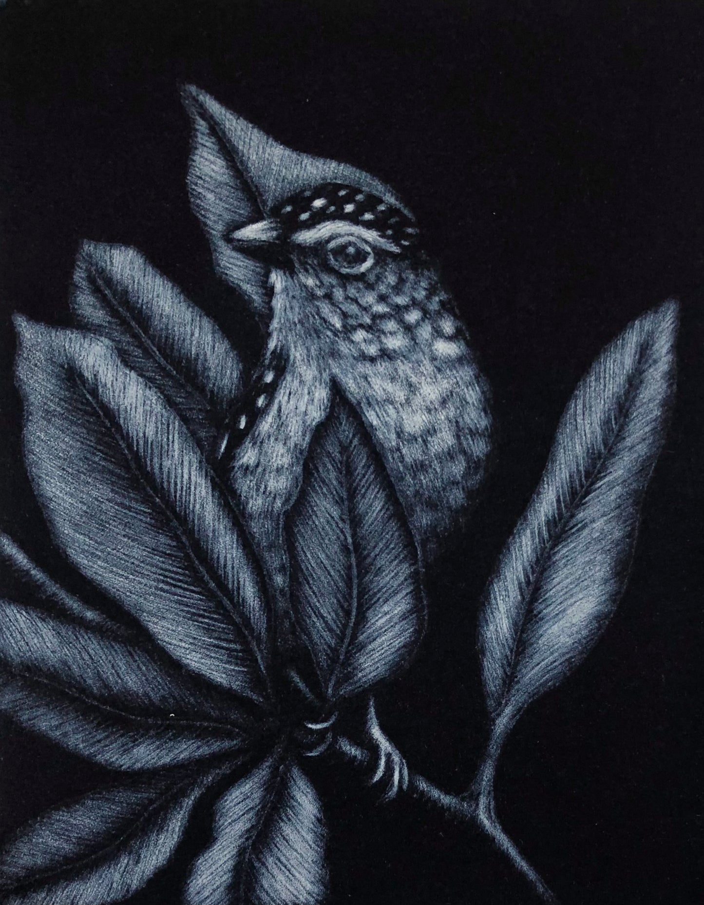 Kati Thamo 'The hidden bird'