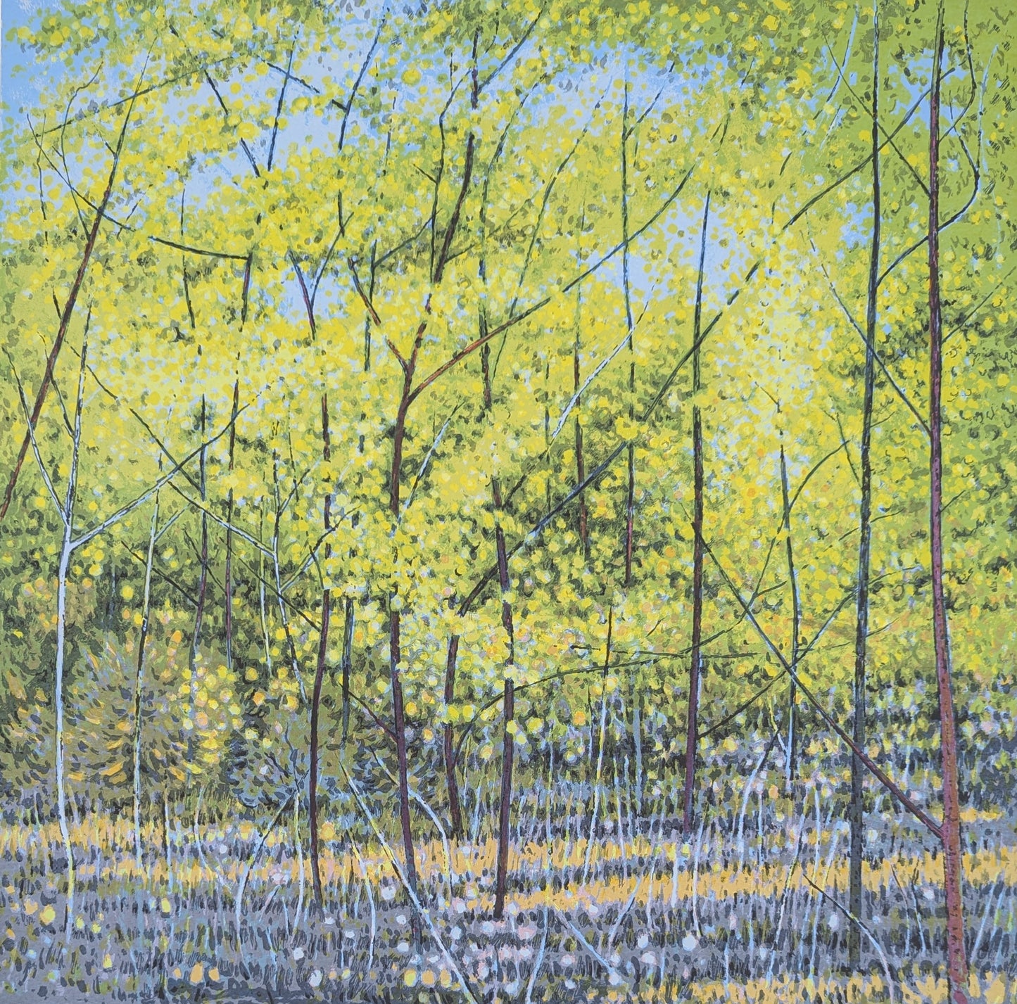 Clem Millward 'Wattle Thicket'