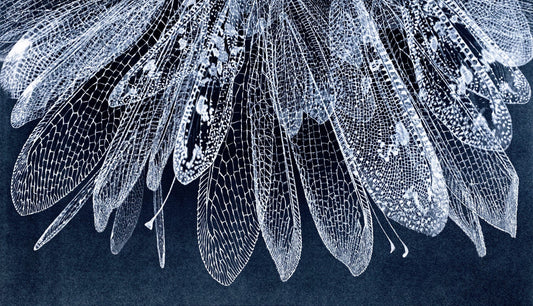 Lana De Jager 'Antlion' image 0