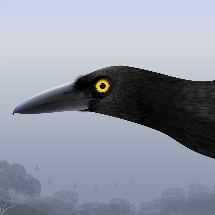 Kim Lynch 'Currawong'