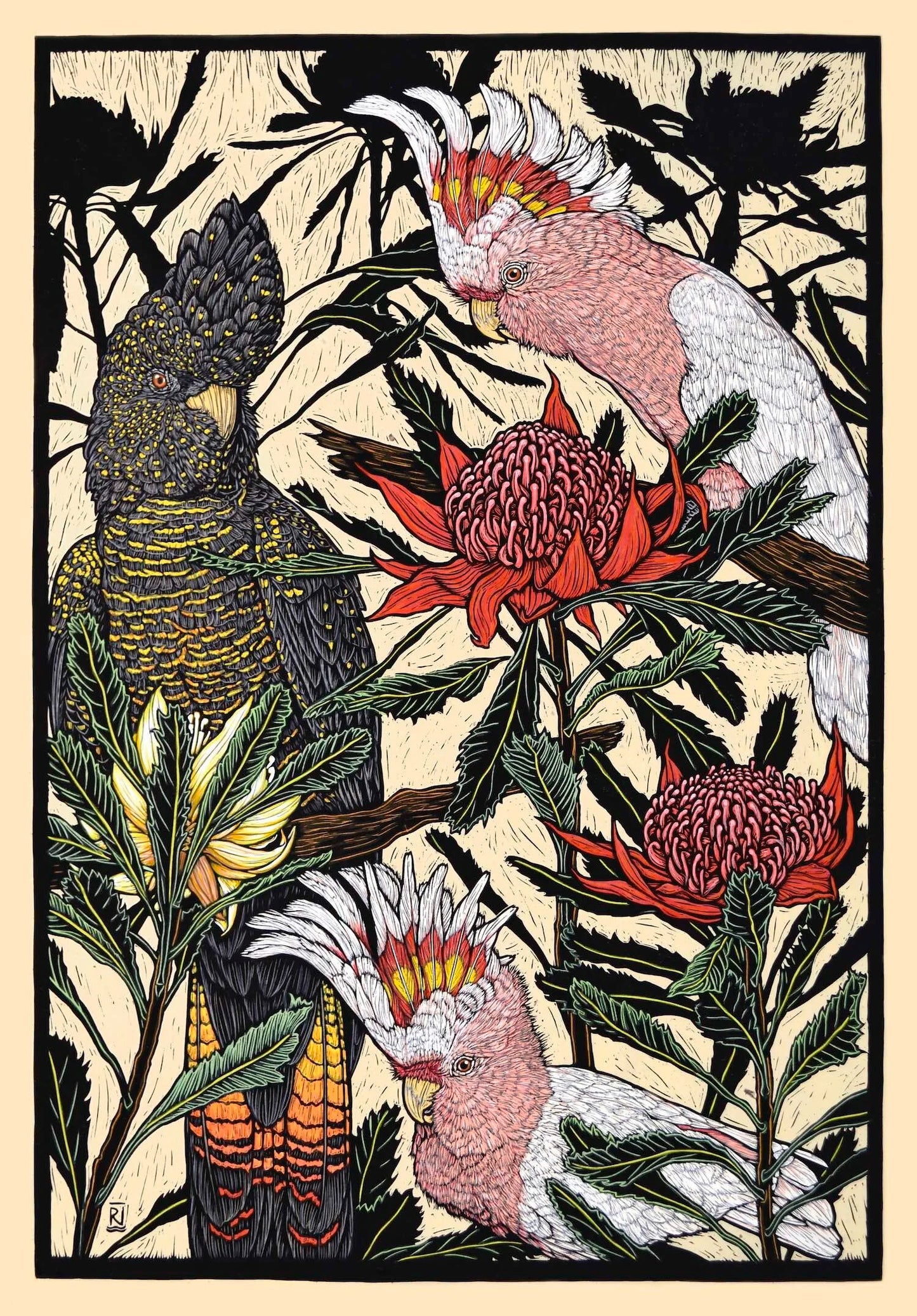 Rachel Newling 'Major Mitchell's Cockatoo & Red-tailed Black Cockatoo with Waratah'