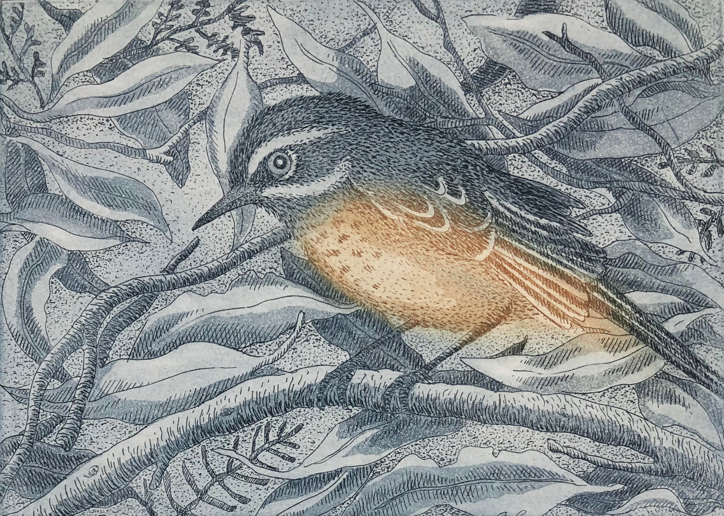 Kati Thamo 'Scrub wren'
