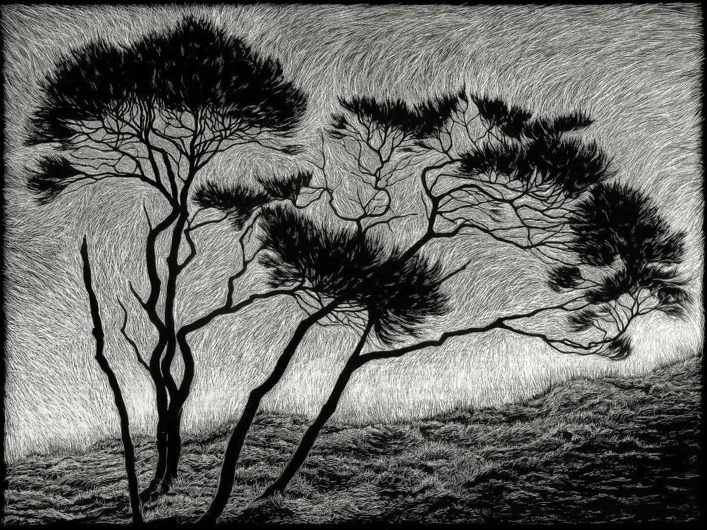Rachel Newling 'Windblown'
