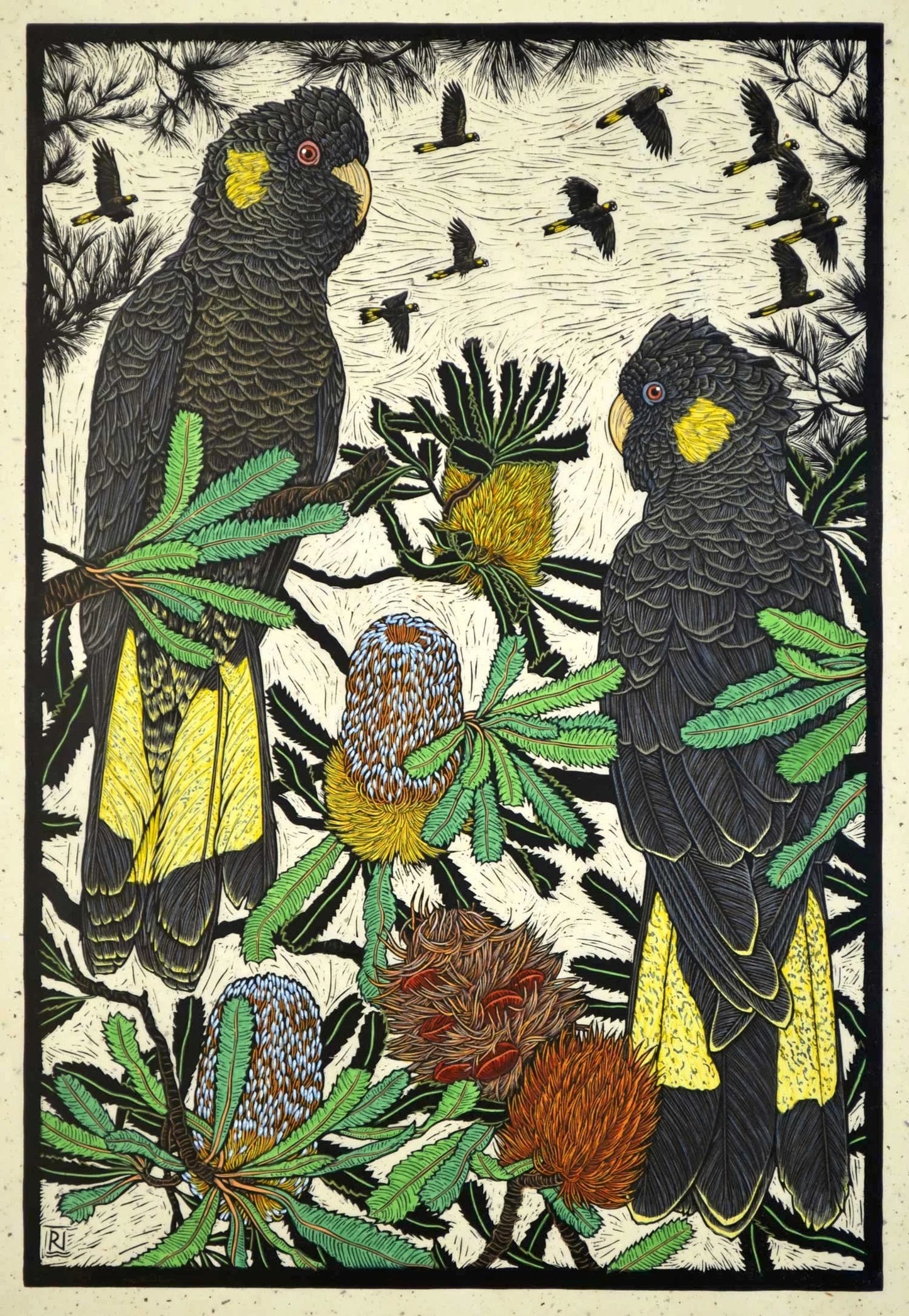 Rachel Newling 'Yellow Tailed Black Cockatoo & Banksia'