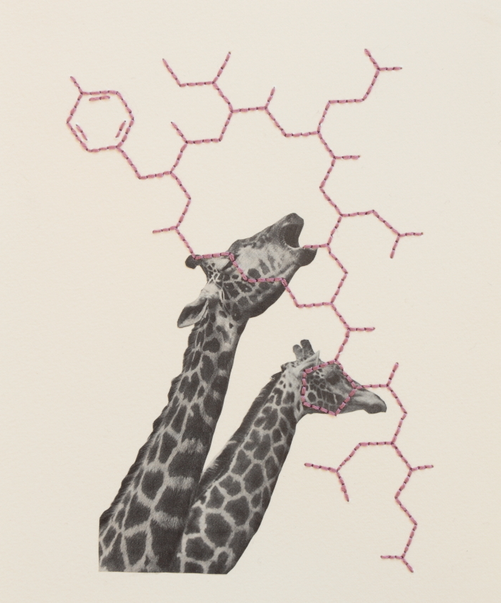 bonnie-hanlon-chemical-companions-giraffes
