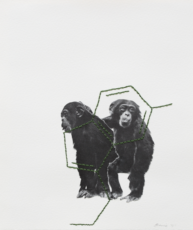 bonnie-hanlon-chemical-companions-chimps