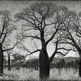 kimberley-boab-tree-landscape-engraving-rachel-newling-engraving (1)